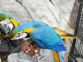 Baby Handreared Friendly Super Tame Cuddly Blue & Gold Macaw Parrot,25