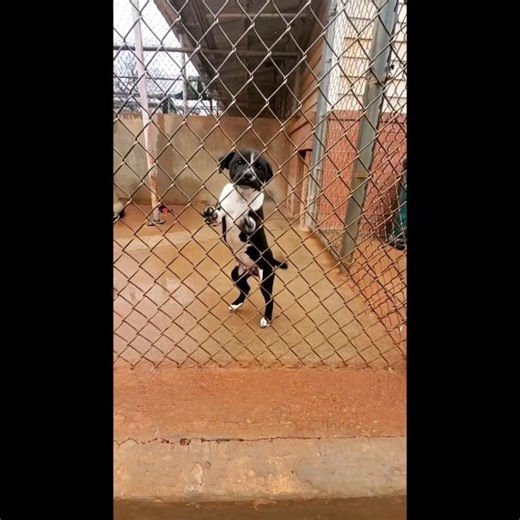 Foster Chowder, Emily, & Zoe from Free To Live Animal Sanctuary! 🐾💚 #shorts #puppies #foster #pink