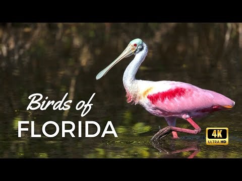 Birds of Florida 4K