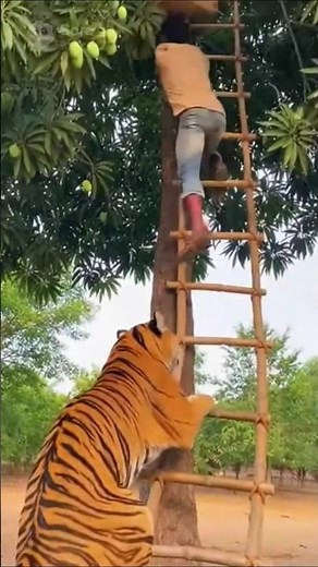 Tiger Attacks Man on Tree! Shocking Real Footage 😱🐅 | Tiger vs Human