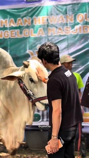 Sapi 1,1 Ton Milik Pak Rey#gabrielrey #trivcoid #cryptowave