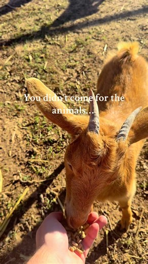 📍 Legacy Longhorn Resort | Parker County, Texas You might’ve booked for the space, the amenities, or the quiet… but it doesn’t take long for these guys to steal the show. Some neighbors just hit different around here. Longhorns 🐂 or goats 🐐 — who are you picking? 👉 Come meet them for yourself: 🔗 legacylonghornresort.com #LegacyLonghornResort #texasgetaway #booknow #TexasLifestyle #TexasRVResort #LonghornLife #HiddenGemsUSA #faintinggoats | Legacy Longhorn Ranch
