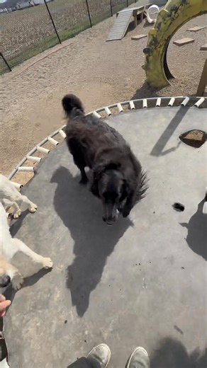 trampoline crew! 3/21 | K9 Country Club