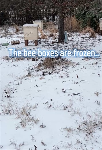 Texas winters 😒 #bee #honey #beekeeping #texas
