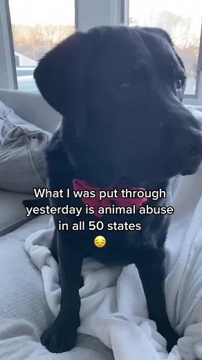 69K views · 4.2K reactions | Black Labrador CALLS OUT Tiger Woods!!...