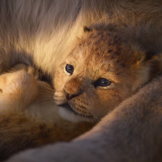 Lang lebe DER KÖNIG DER LÖWEN – bald im Kino. | Disney