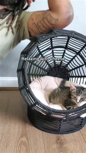 Little joys of having cats around! | Fostering kittens