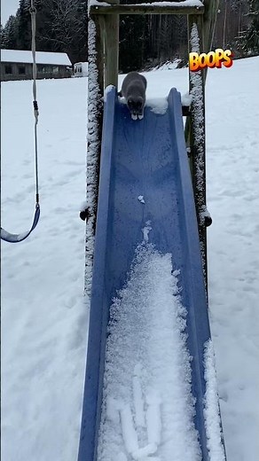 Hilarious Cat Slips and Slides on Frozen Slide