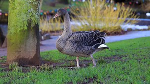 3.8K views · 511 reactions | Here's the swans and cygnets from today including the Lone Ranger. | Coast Cams | Facebook