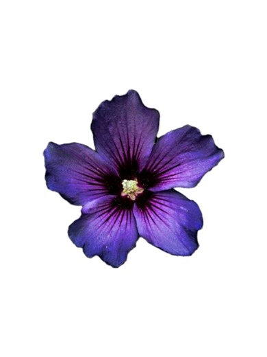 ME MOLESTO MUCHO QUE DIJIERAN ESO SOBRE EL BUFFEO DE JOHN OC? JSOSJWIFJDBDB AH SI Y MUCHAZ GRACYQZ A MI MEJOR AMIKITO K ME HIZO EL LAYOUT JEKEJEKEJEJJE AH SI ESO, TE KIERO MUCHIOO PERO SI EXO #yanosequeponer #edit #azure #forsaken #rant