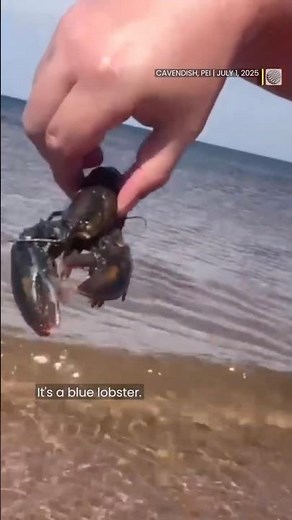 Blue lobsters are very rare, but we found one on a P.E.I. beach
