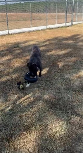 34 reactions · 11 shares | Meet Ace! This playful Boxer mix is a...