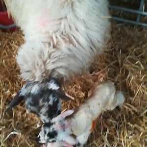 More lambs! | Park Hall Countryside Experience