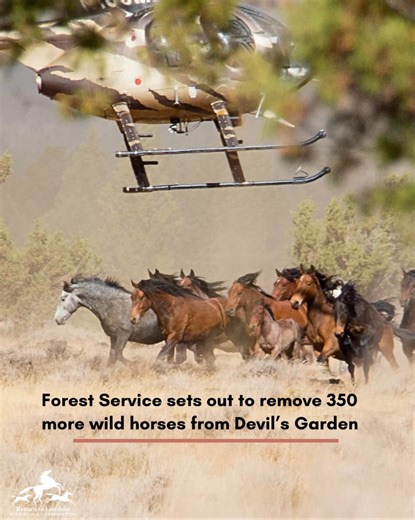 The U.S. Forest Service on Tuesday was set to begin a helicopter roundup of 350 wild horses on the Devil’s Garden Plateau Wild Horse Territory in Northern California. No capture numbers have yet been posted. The 258,000-acre territory located just north of Alturas in Northern California, mainly on Modoc National Forest, is a clear example of federal agencies stubbornly trying and failing to manage wild horse numbers solely by capture and removal: In 2016, USFS estimated that there were 2,246 adu