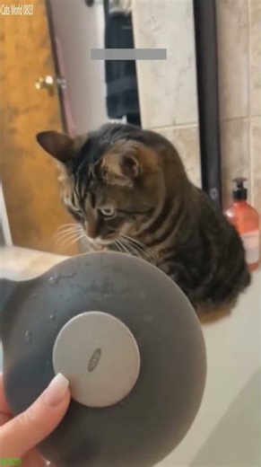 Cute Animals 🙀 funny cats meme 🥰 # Ep 8496
