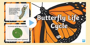 Butterfly Life Cycle PowerPoint