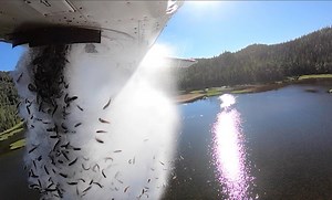 It's Raining Fishes From The Sky; Watch A Spectacular Video Of Thousands Of Fish Releasing From A Plane