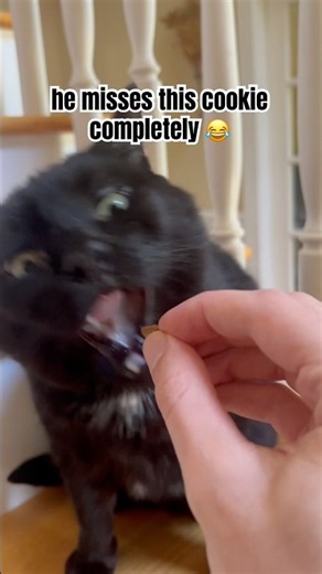 Does anyone else's cat do this? 💀🐈‍⬛