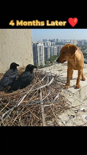 Crow Adopts Puppy #crow #crownest #puppy #dog #wildlife #dogadoption #crows #nestcam