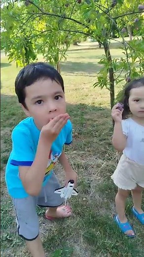 Time to Harvest the Expensive Fruit "Red Plum" #harvest#fruit#plum#expensive#healthyfruit#livinga...