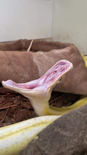 Albino Boa Constrictor's Amazing Jaw Stretch