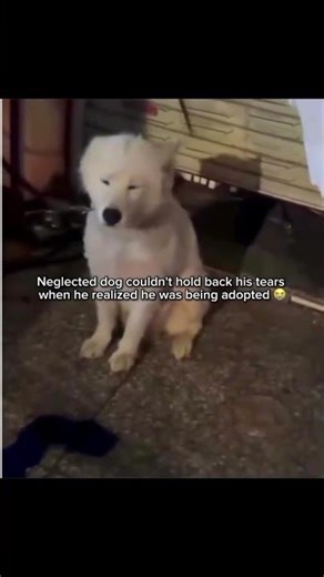 Abandoned Dog Gets Adopted! Shelter Dog Finds Forever Home ❤️ #heartwarming #inspirational