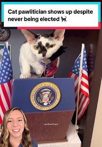 Ravi the Cat: PA State Capitol's Unofficial Pawlitician