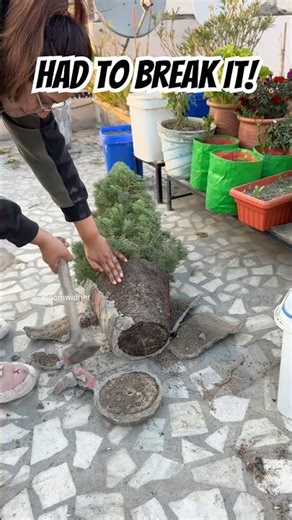 This Plant Was Completely Root Bound 😬 #gardening #shorts