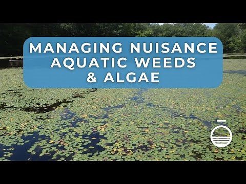 Pond Algae and Weed Management Control for Lakes & Ponds
