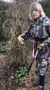 7.9K views · 118 reactions | Now is a good time to cut back your herbaceous perennials. Watch as Josie shows the best way to cut down ready for new growth. | Sarah Raven | Facebook