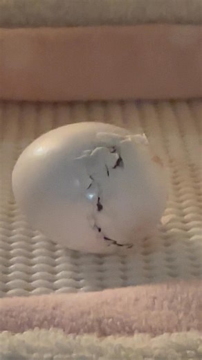 35K views · 2K reactions | Someone decided they were not going to...