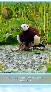 887K views · 19K reactions | Un padre que da la vida por sus polluelos  #animals #animalworld #naturalezasalvaje | Riya khan | Facebook