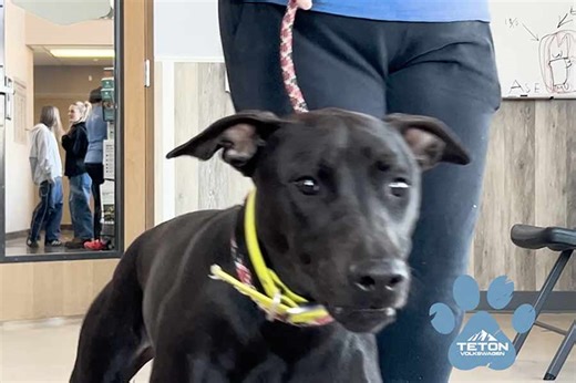 This pit bull-lab mix is our Pet of the Week - East Idaho News