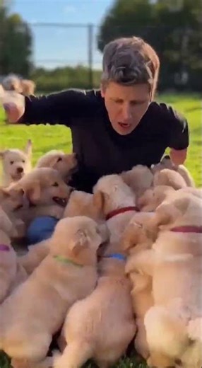 50 Puppies Attacked Me at Once 😭 #shorts #funny