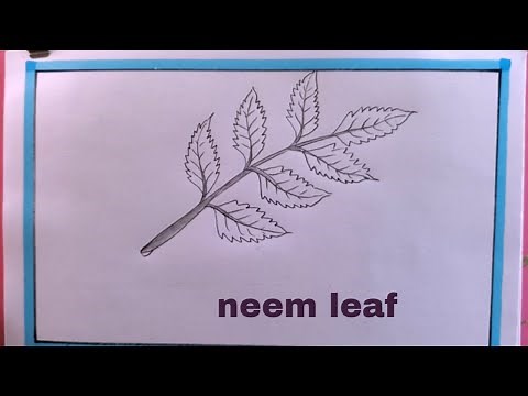 how to draw neem leaf easy/neem leaf drawing easy