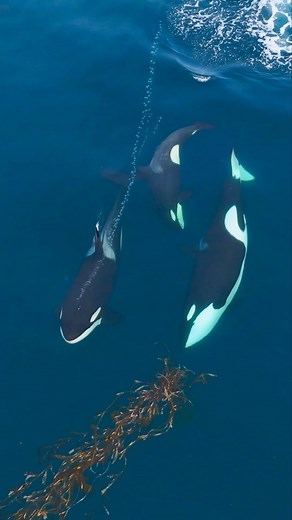 Domenic Biagini on Instagram: "A pod of Danger Dolphins playing with a piece of floating kelp! I can’t believe some of the amazing things we got to witness last week with this charismatic pod of Orcas, and I have nearly a full terabyte of footage that I haven’t even gone through yet! It’s a good problem to have! 😎 Viewed aboard @oceanicexpeditions in Monterey Bay"