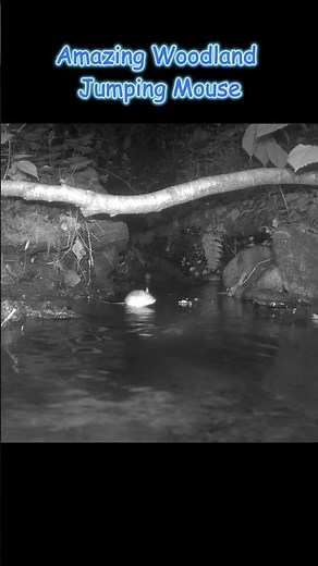Amazing Woodland Jumping Mouse #wildlife