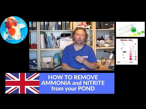 KOI TV | HOW TO REMOVE AMMONIA and NITRITE from your POND