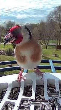 Il cardellino (The European goldfinch) #birds #europeangoldfinch #uccellini