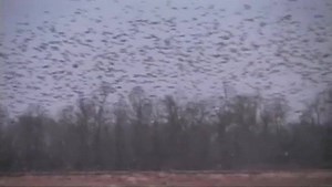 4.3K views · 151 reactions | Building and conserving duck habitat is the most rewarding part of duck hunting for me. If you listen close, you can hear Summer gasp when the ducks get up and she realizes how many are there...hahahahaha #whiteoaksrecreationallanddevelopment #whiteoaksduckwoods #whiteoaksblackriver #moretocomesoon | White Oaks Duck Woods | Facebook