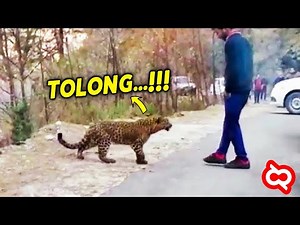 Aksi Nekat Pria Membantu Hewan Buas yang Meminta Tolong! Yang Terjadi Selanjutnya Diluar Dugaan...