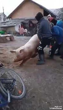 ABATTOIR DE PORCS