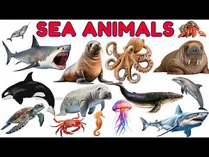 Sea Animals for Kids 🐬 | Learn Ocean Animals Names & Sounds