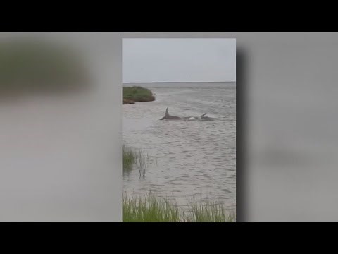 Giant hammerhead shark seen swimming in shallow waters near Galveston causes concern at Texas beach
