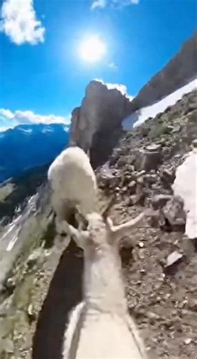 Goats POV: Relax and Watch | #goat #chill #asmr
