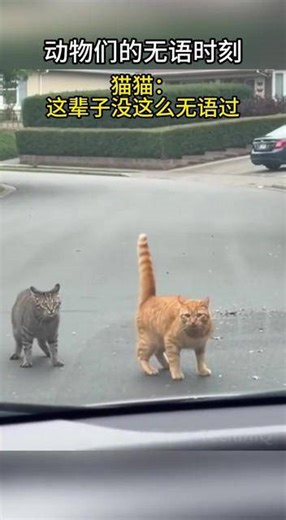 动物们的无语瞬间。猫猫：这辈子没这么无语过