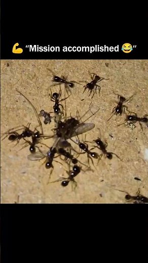 Ants vs Mosquito 😂 | Justice Served