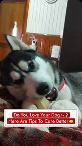 Do You Love Your Dog 🦮❓ Here Are Tips To Care Better 🥰 | Dogs Your Friends Forever