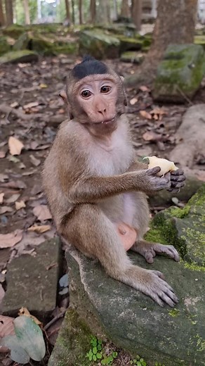 3.7K views · 109 reactions | Feeding baby monkey. They are enjoying殺 | Life Of Monkeys | Facebook
