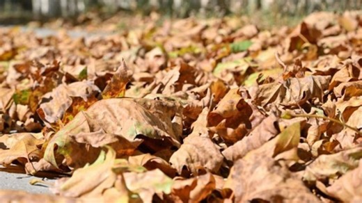 Sous l’effet de la sécheresse, les arbres perdent leurs feuilles avant l’automne - RTBF Actus